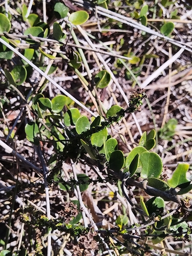 Cape Buckhorn (Cynanchum africanum)