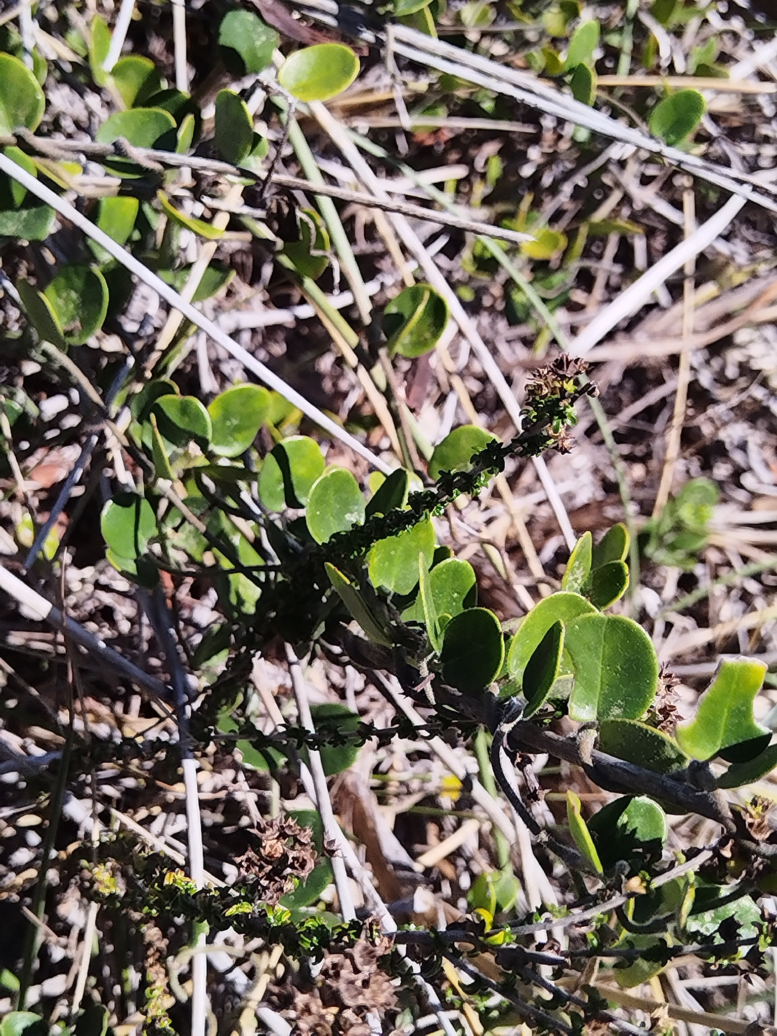 Cape Buckhorn (Cynanchum africanum)
