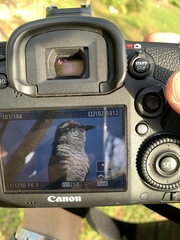 Chrysococcyx minutillus