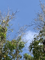 Chrysococcyx minutillus