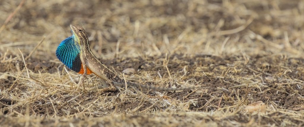 Deccan Fan-throated Lizard