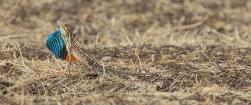 Deccan Fan-throated Lizard, Sarada deccanensis