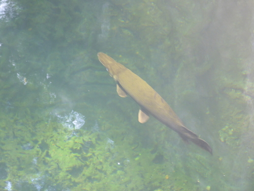 Cuban alligator gar (Atractosteus tristoechus) — Lepisosteidae — 4