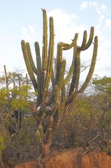 Stenocereus griseus