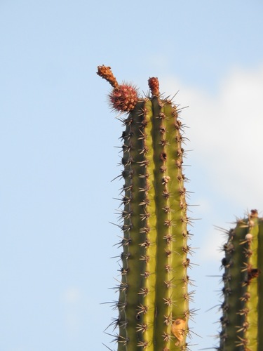 Stenocereus griseus, photograph 2