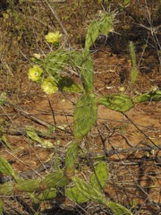 Opuntia caracassana