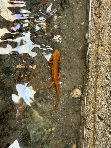 Eastern Newt