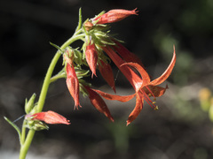 Ipomopsis aggregata aggregata