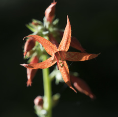 Ipomopsis aggregata aggregata