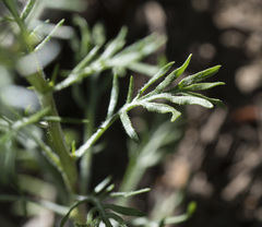 Ipomopsis aggregata aggregata