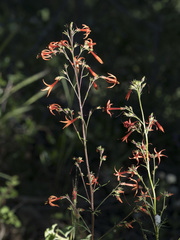 Ipomopsis aggregata aggregata