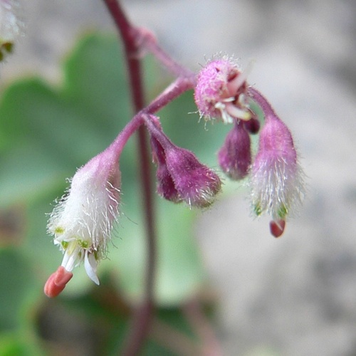 pink alumroot (Heuchera rubescens)