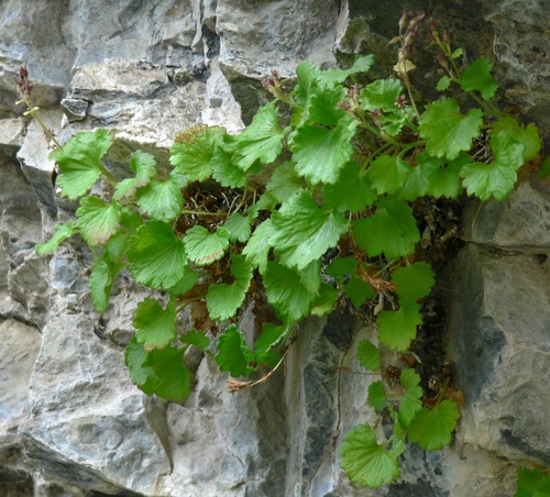 False Saxifrage (Telesonix heucheriformis)