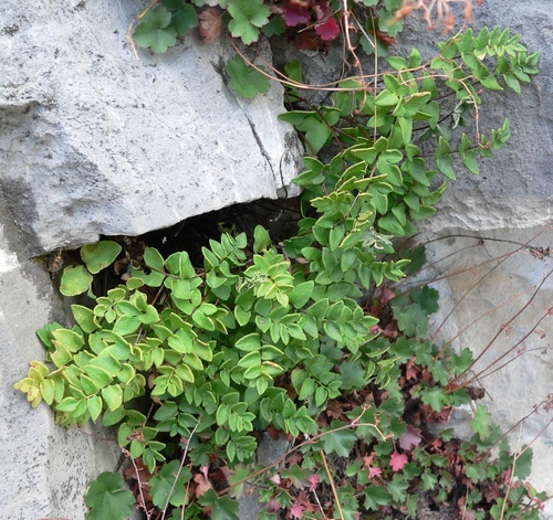 Brewer's cliffbrake (Pellaea breweri)