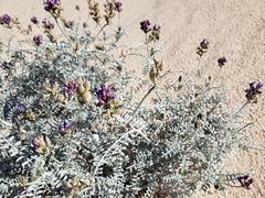 Astragalus magdalenae