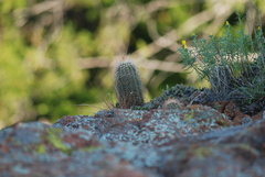 Echinocereus reichenbachii baileyi