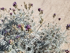 Astragalus magdalenae