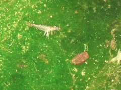 Caridina