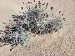 Astragalus magdalenae