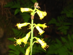 Ligularia