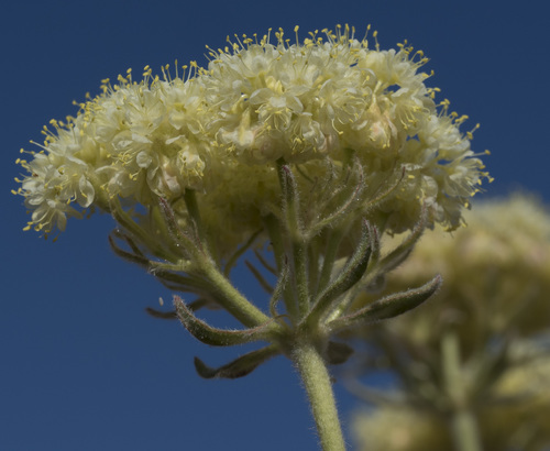 Eriogonum ursinum var. ursinum