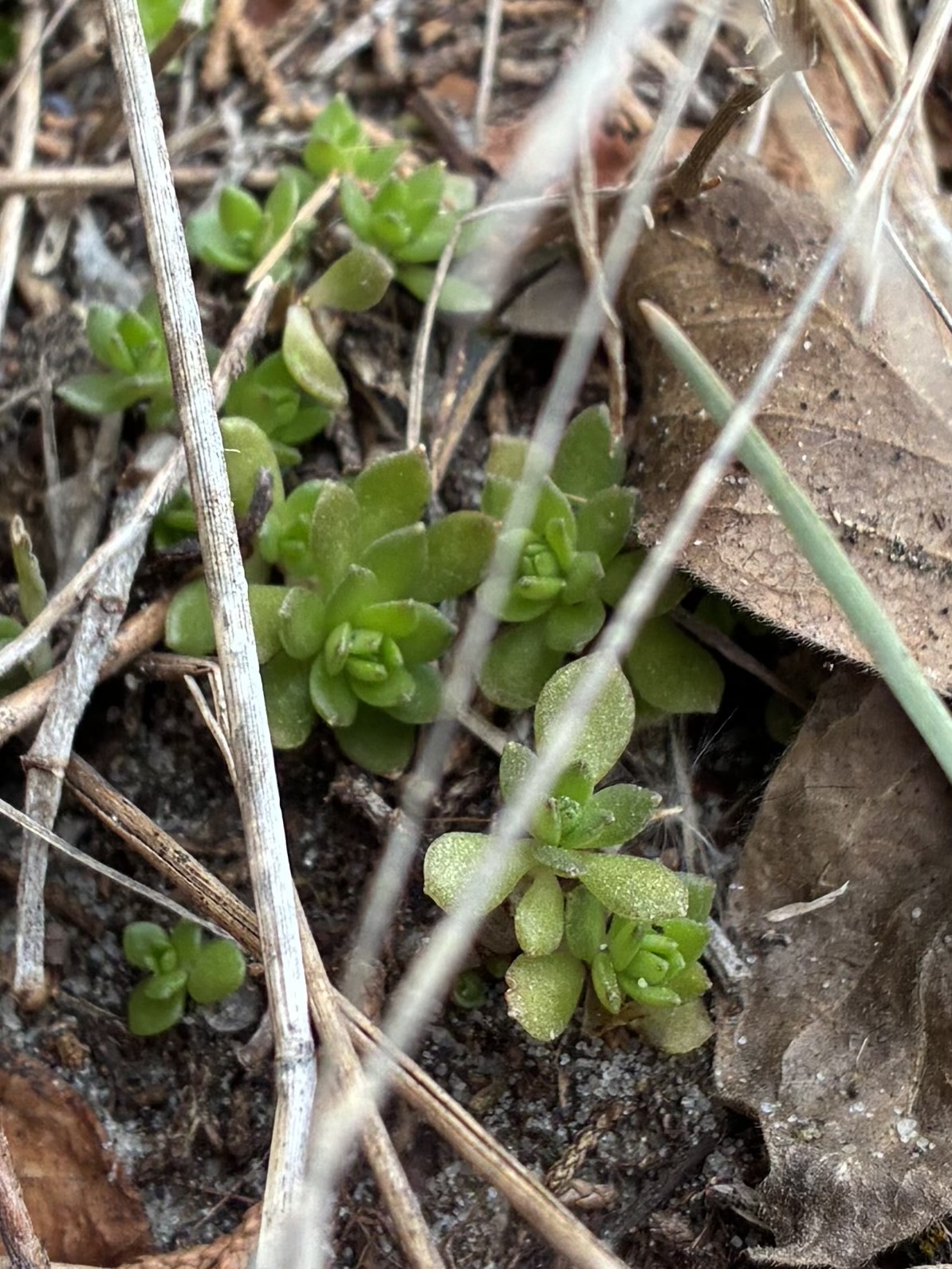 Imagem de sedum