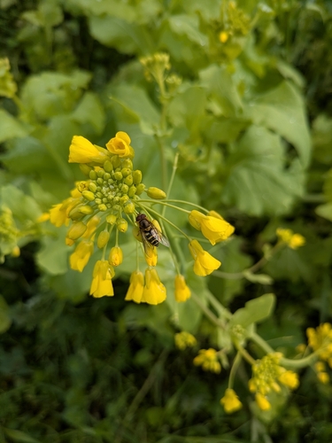 Unknown species found near Chico, CA 95928, USA
