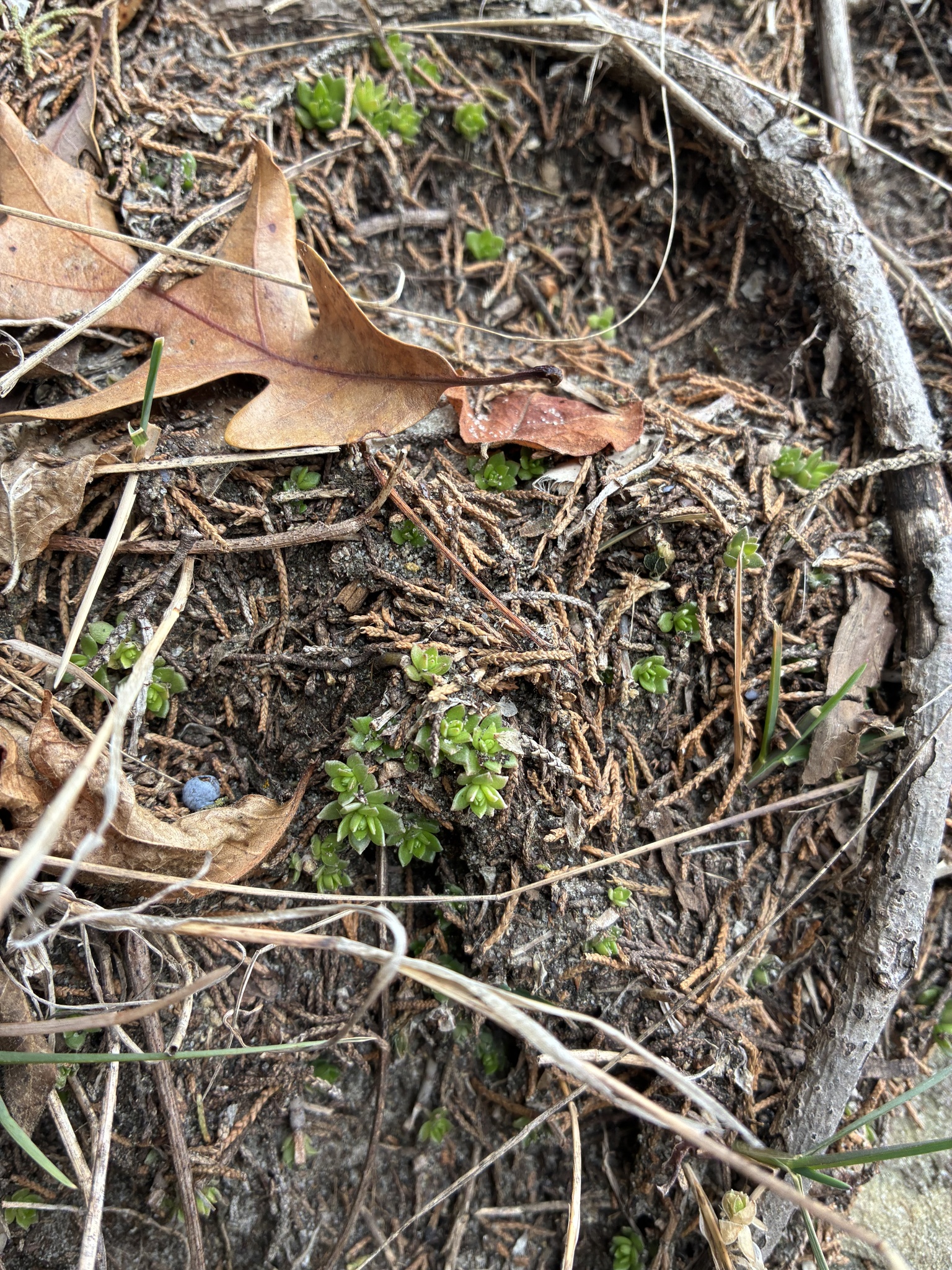 Imagem de sedum