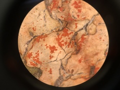 Marchandiomyces corallinus