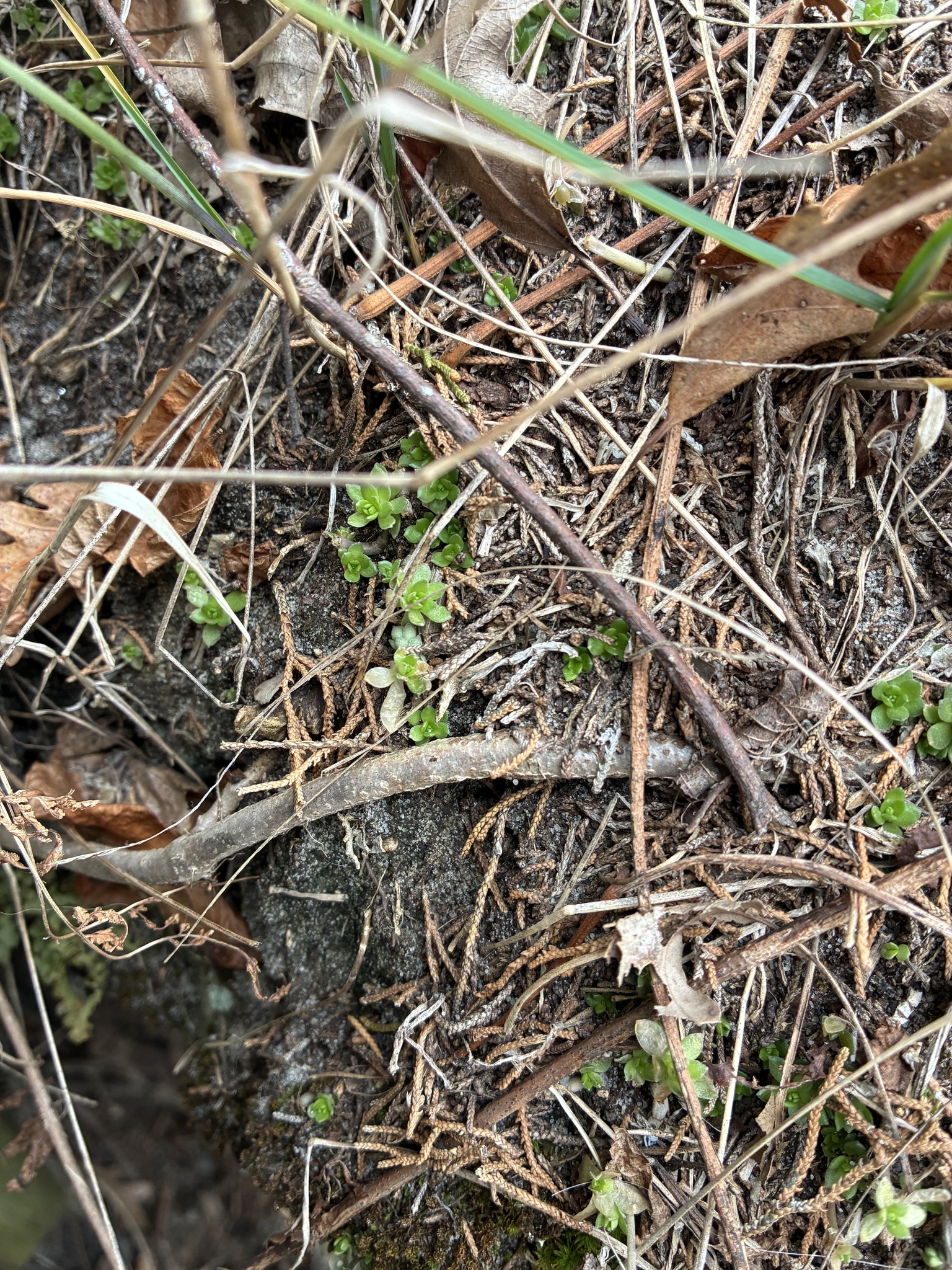 Imagem de sedum