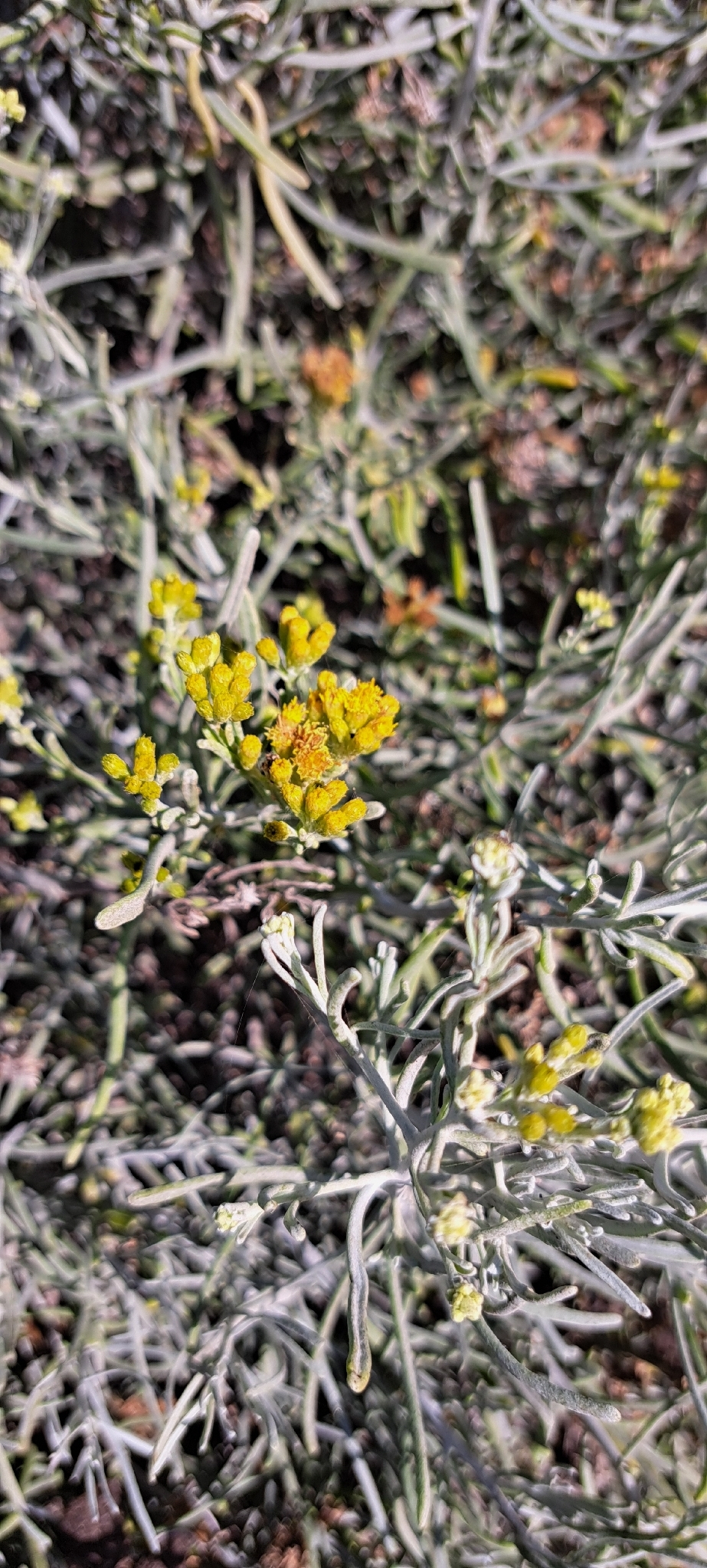Salado Blanco