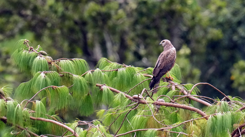 iNaturalist: (c) stevemills, some rights reserved (CC BY-NC) iNaturalist image