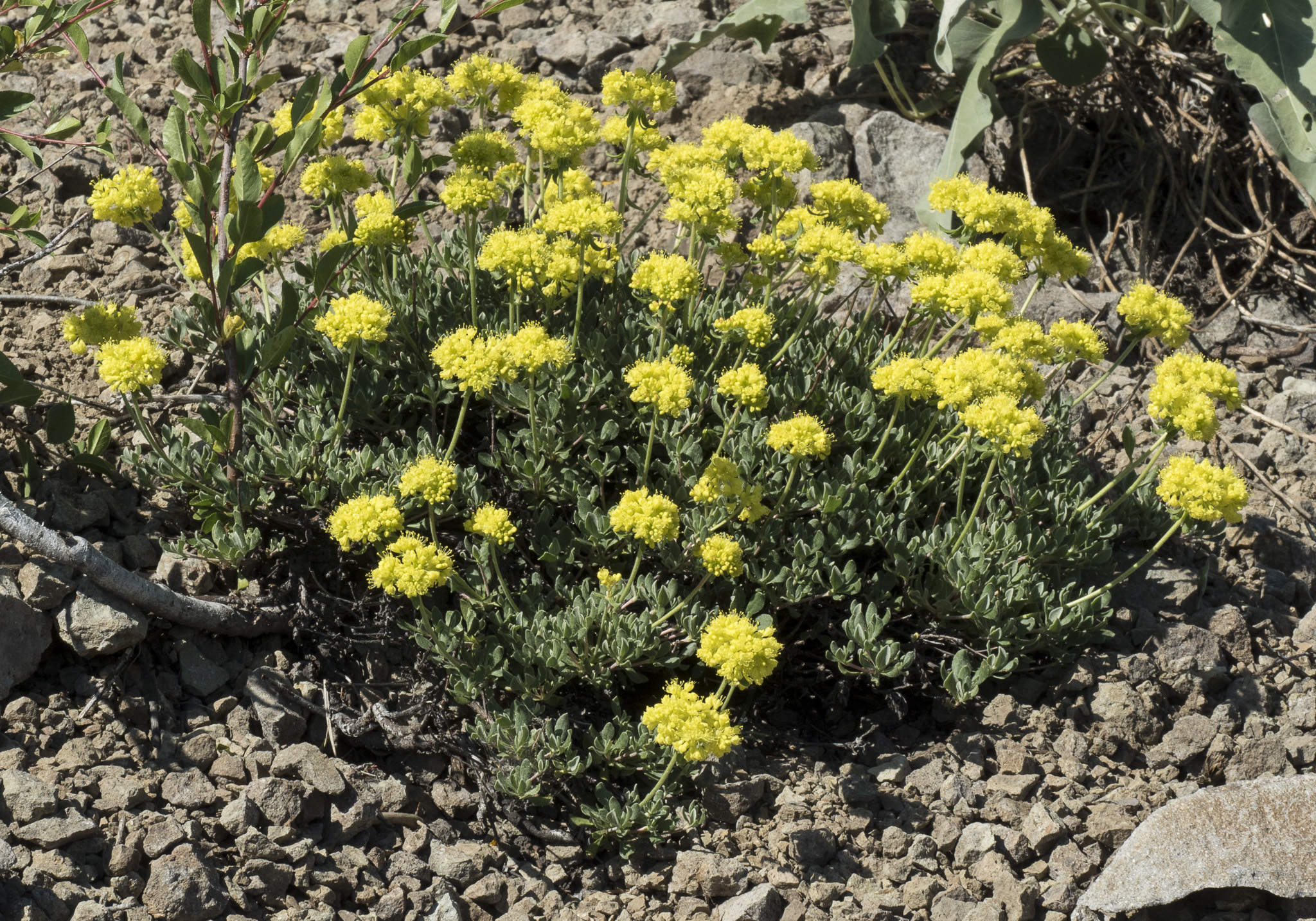 Eriogonum umbellatum var. nevadense