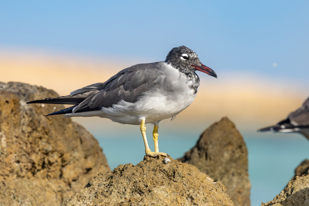 White-Eyed Gull