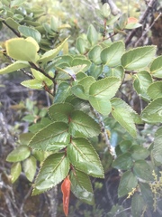Nothofagus nitida
