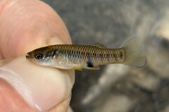 Olomina Toothcarp photo 3