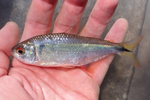 Gebande tetra (Astyanax fasciatus) — Characidae
