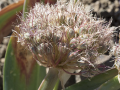 Allium platycaule