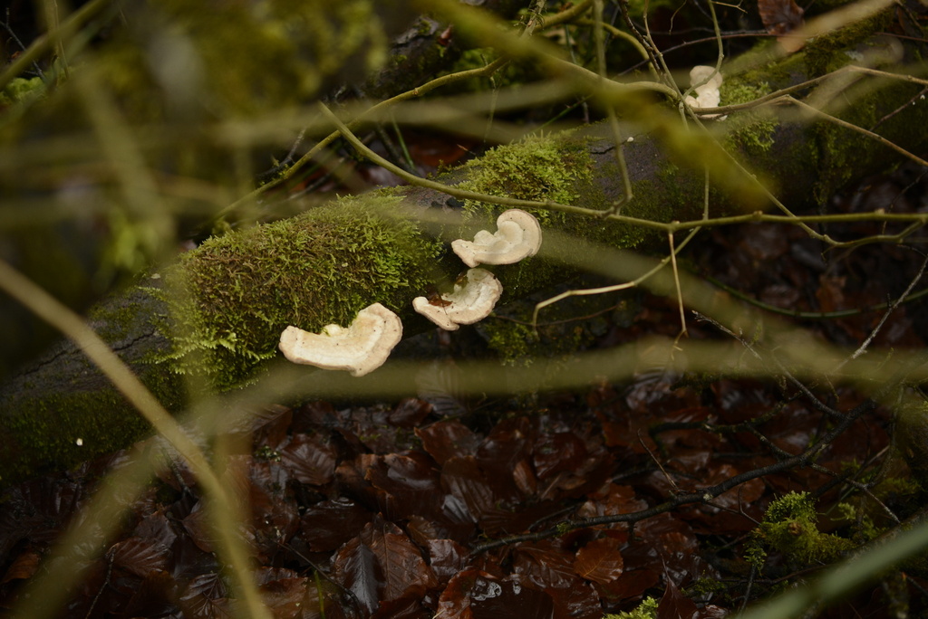 Trametes gibbosa · February 2026 · photo: © cryptomarasmius (iNaturalist, cc-by)