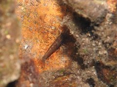 Caridina