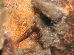 Caridina