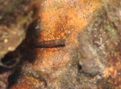 Caridina