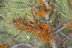 Arceuthobium vaginatum cryptopodum