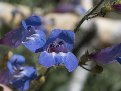 Penstemon neotericus