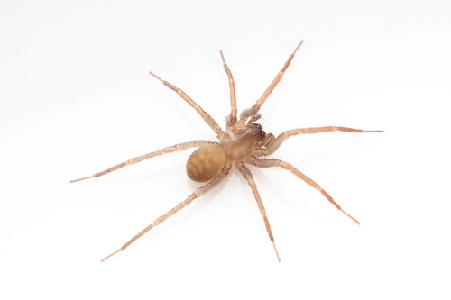 Cybaeus kiuchii