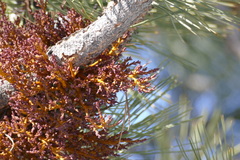 Arceuthobium vaginatum cryptopodum