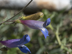 Penstemon neotericus