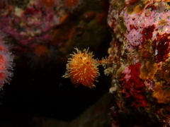 Boltenia villosa
