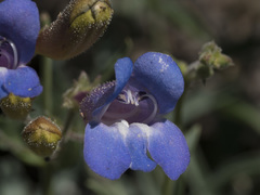 Penstemon neotericus
