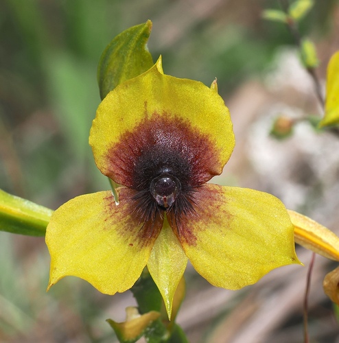 Telipogon berthae, photograph 5